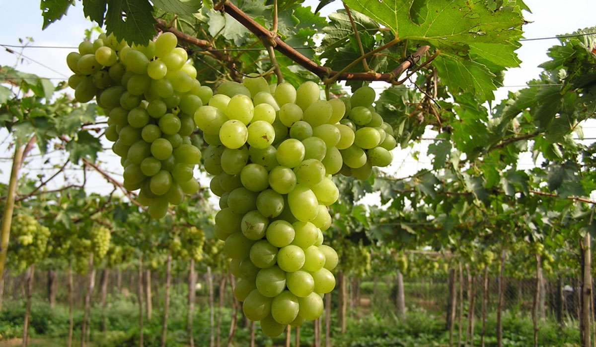 Grape orchards are popular tourist attractions for visitors in Ninh Thuan