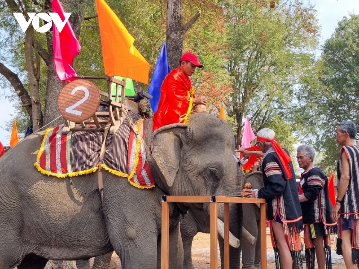 The elephant festival offers unique experience for visitors to Dak Lak. The festival features numerous activities, such as a ceremony praying for health, a make-up contest, a buffet, and a bathing ceremony for elephants.