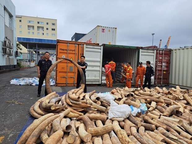 This is the largest ever seizure of smuggled tusks in Hai Phong.
