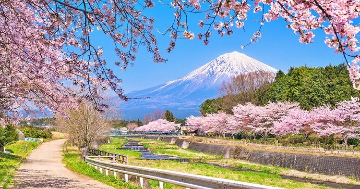 The number of international visitors to Japan will continue to rise in March and April which coincides with its annual cherry blossoming season (Photo: Internet)