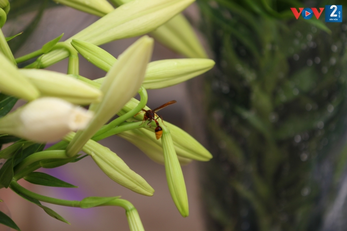 In order to have Easter lilies to sale in April, growers have to plant the bulbs in September and October the previous year.