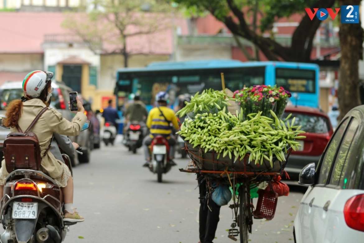 The Easter lily, called “loa ken” in Vietnamese, adorns streets across Hanoi with its fragile, gentle, and pure beauty.