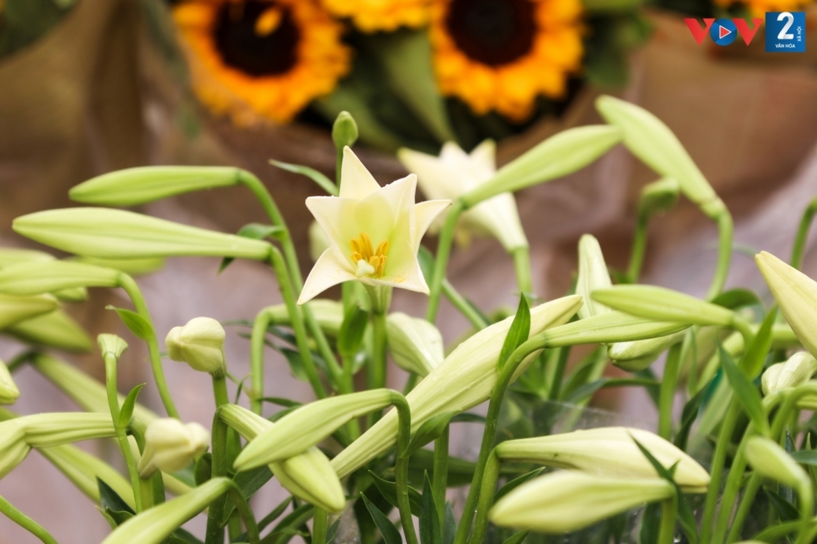 The flower can be used as a decoration at home or as an offering at pagodas.