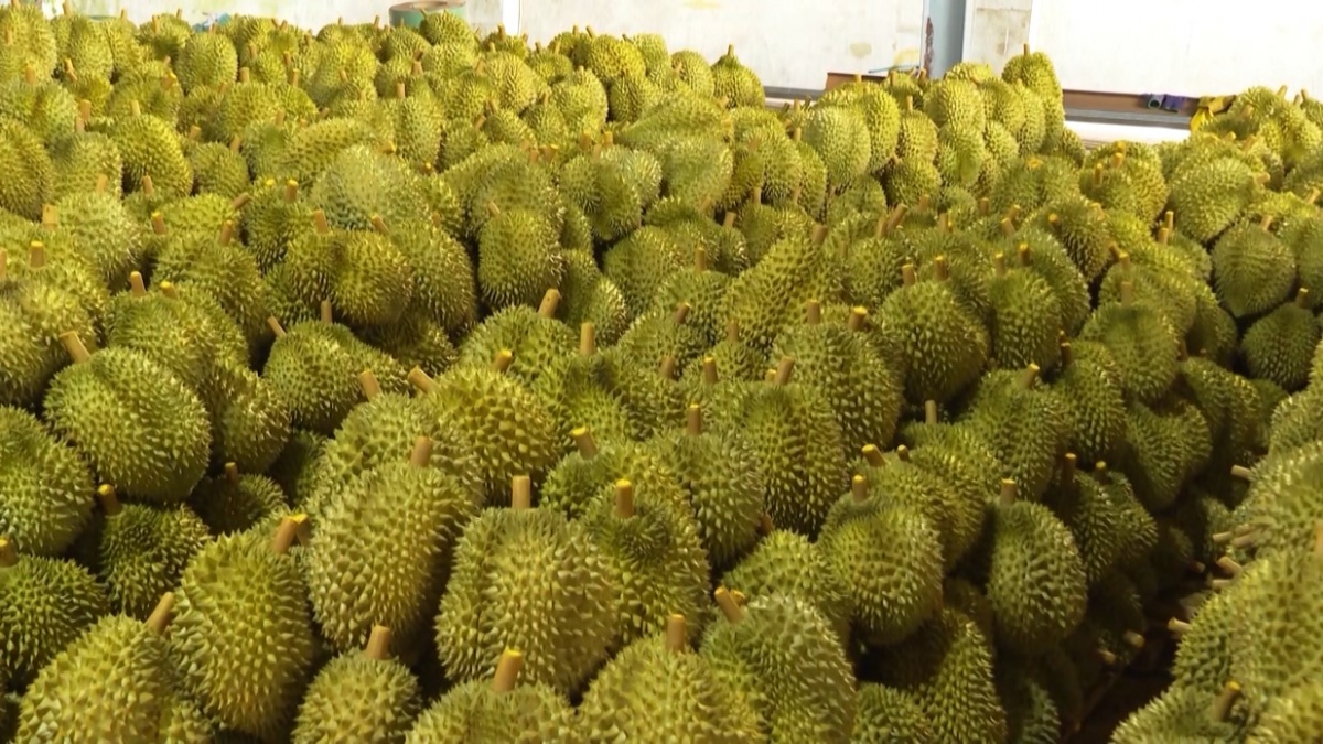 Durians are exported to China via official channels