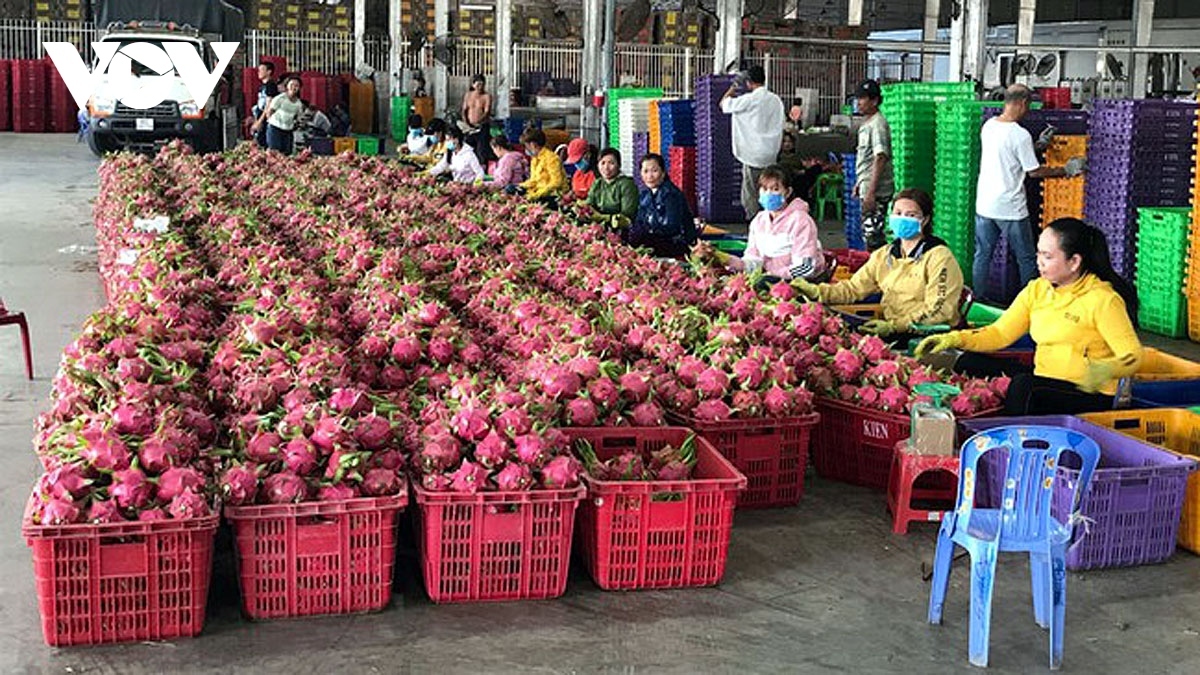 Sorting out dragon fruit for export in southern Vietnam.