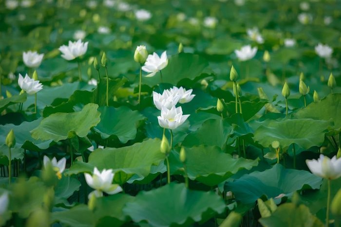 The white lotus pond is located roughly 20 kilometres from the centre of the capital.