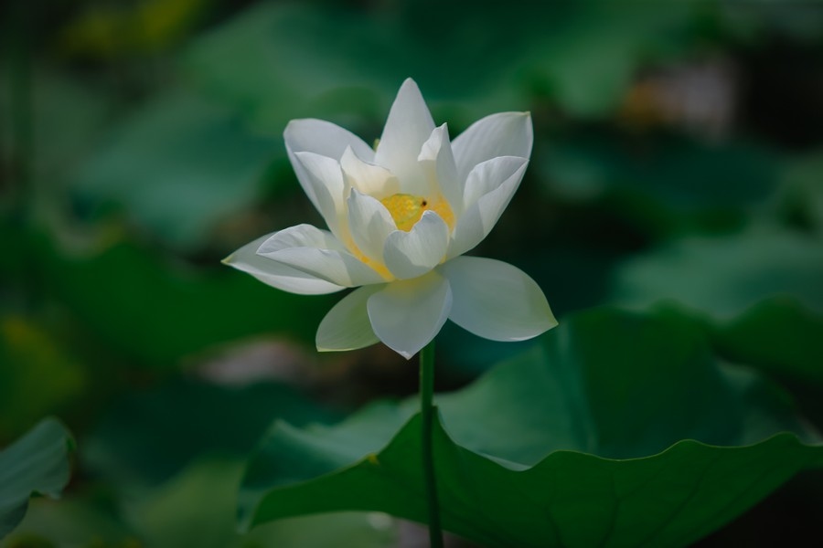A white lotus flower in full bloom at a lotus pond in Tam Hung commune in Thanh Oai district of Hanoi