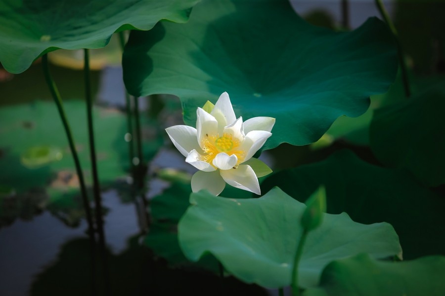 Each white lotus features thick petals, with each flower having a charming scent that is widely enjoyed around the pond.