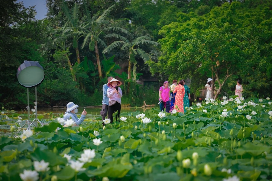 The white lotus pond has not only lured local visitors, but has also commanded the attention of many freelance photographers.