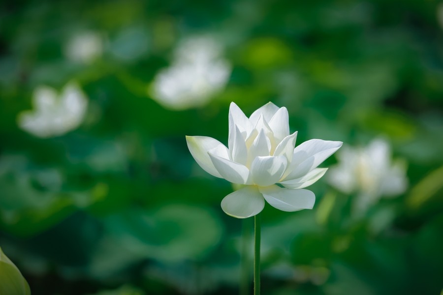 Lotus flowers can be seen entering full bloom around May, with this typically lasting until August.