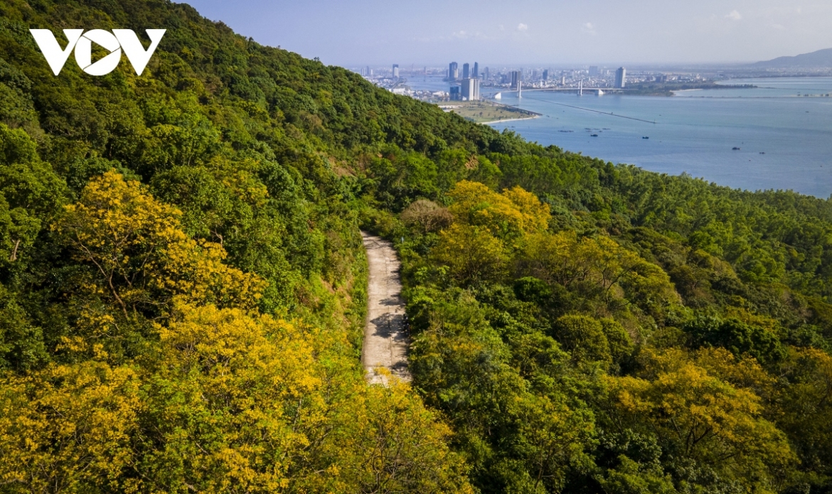 Son Tra peninsula sits 693 metres high above sea level and is the nature reserve in rich diversity.