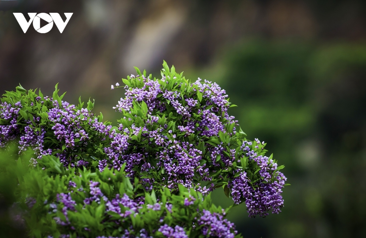 The peninsula is being filled with purple flowers of Than Mat’ (Millettia nigrescens Gagnep) tree.