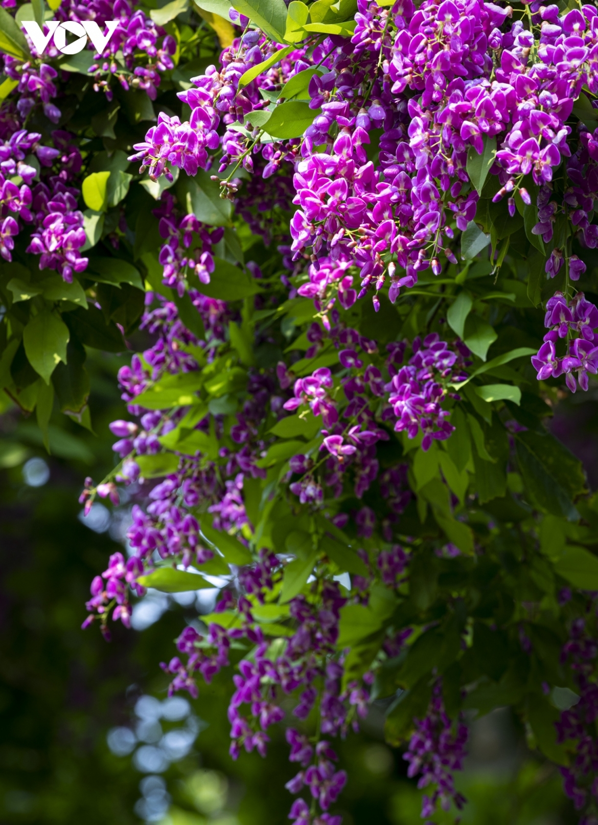 Each inflorescence is over 15cm in length.