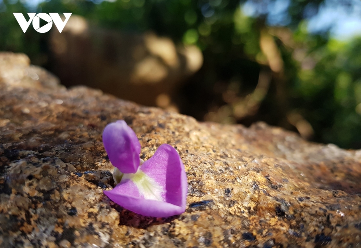 This type of flower typically blooms for about 10 days.