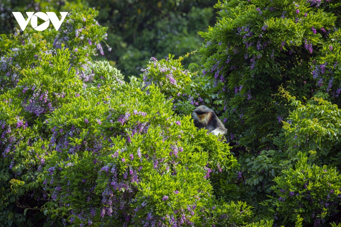 Red-shanked douc langurs on the peninsula like to eat this type of flower.