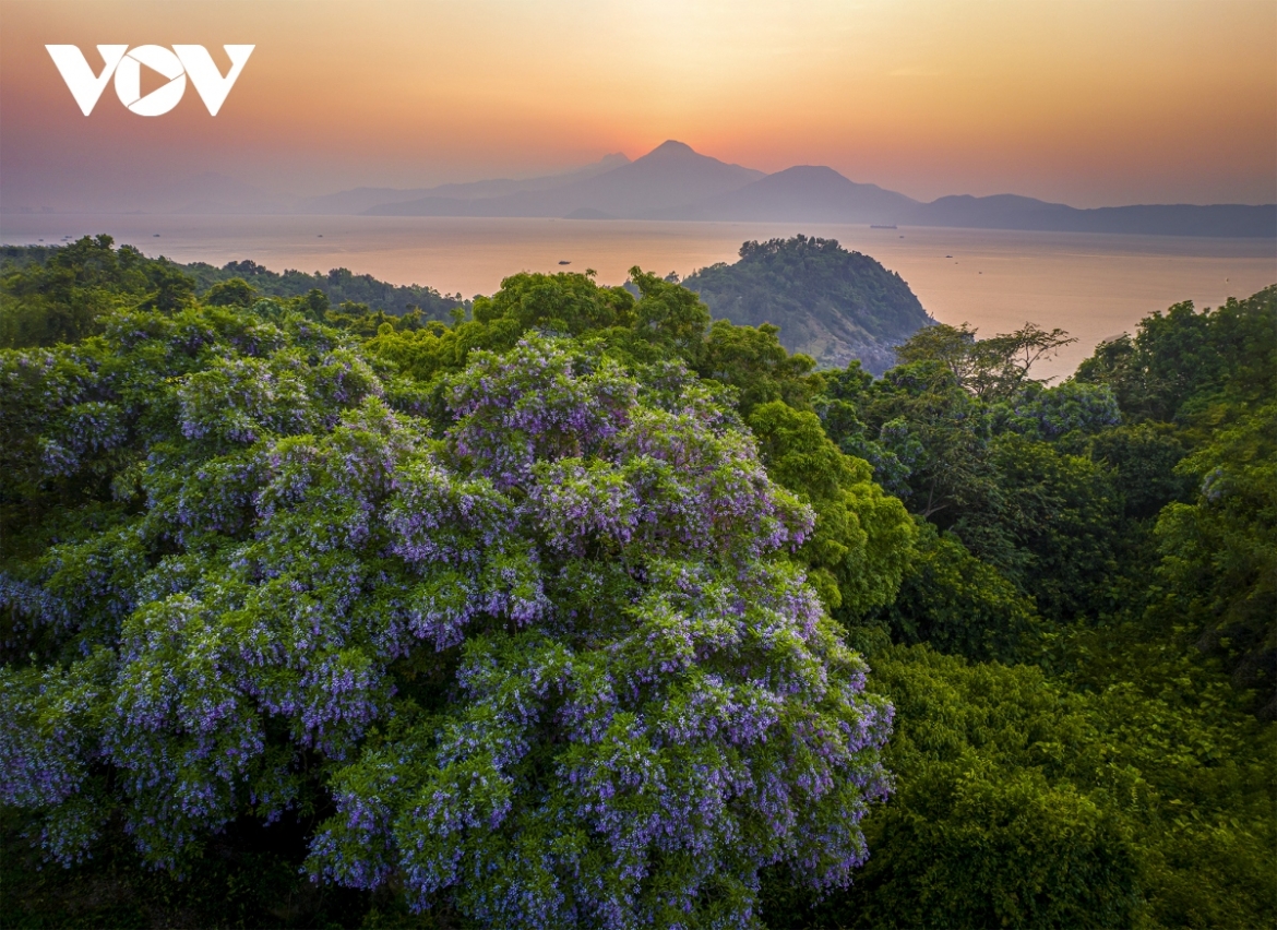 Son Tra peninsula covers an area of 4,390 hectares and boasts diverse natural landscapes, a fresh climate, and convenient transportation links. The destination boasts great potential for future tourism development.