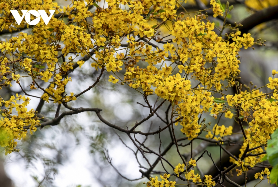 Peltophorum pterocarpum, commonly known as yellow-flamboyant, creates beautiful landscapes and lush shade on the street.