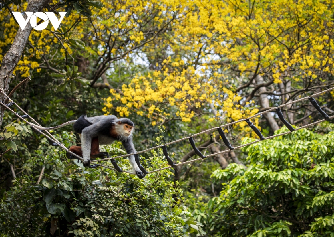 Son Tra peninsula boasts many rare wild animals, especially pygathrix (red-shanked douc) which is on the IUCN Red List of endangered species.