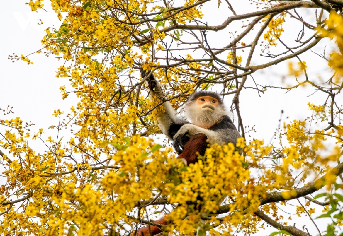 The perennial tree also offers the shelter for red-shanked douc langurs living on Son Tra peninsula.