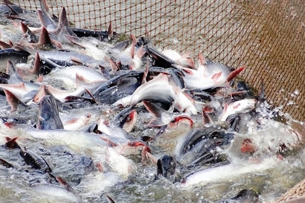 Seafood is one of the key export products from Vietnam to Brazil. (Photo: congthuong.vn)