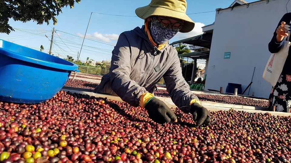 Coffee is one of Vietnam;s key farm products, bringing back billions of US dollars to the national coffers. (Photo: laodong.vn)