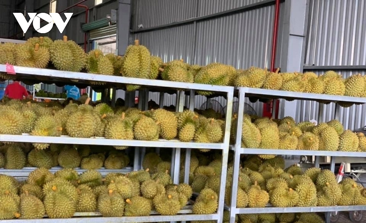 Durian is one of the 11 Vietnamese fruits licensed to officially enter the Chinese market