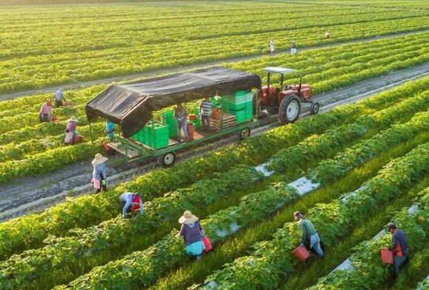 Models where agriculture and tourism are combined have also proven effective. (Photo: vneconomy.vn)