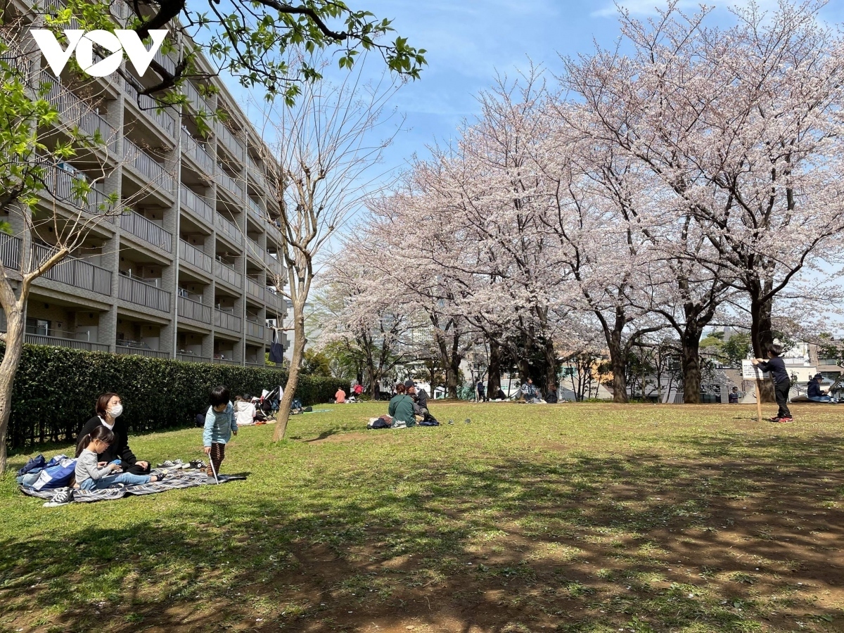 Vietnamese tourists choose to visit Japan during the cherry blossoming season.