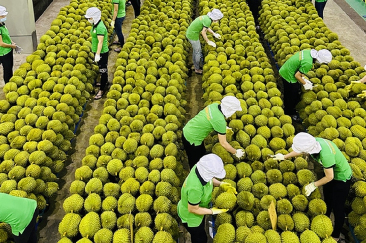 Vietnamese durian enjoys competitive advantages compared to those from Thailand and the Philippines in the Chinese market