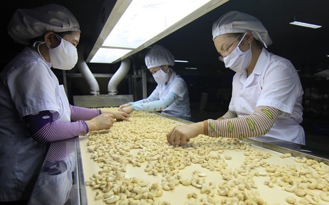 Sorting out cashew nuts for export to African markets.