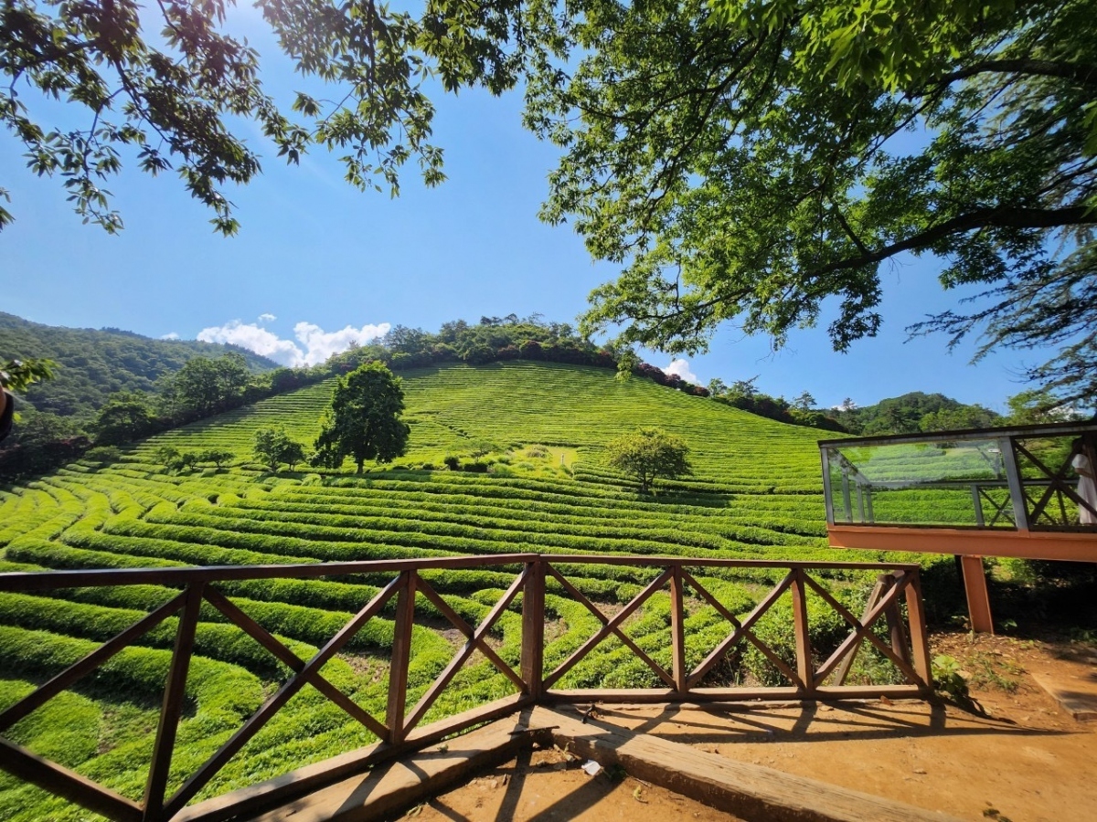 Jeollanam province in the Republic of Korea possesses majestic nature along with various aspects of unique cultural heritages, meaning the area holds a distinct attraction to tourists. (Photo: Nguyen Oanh)