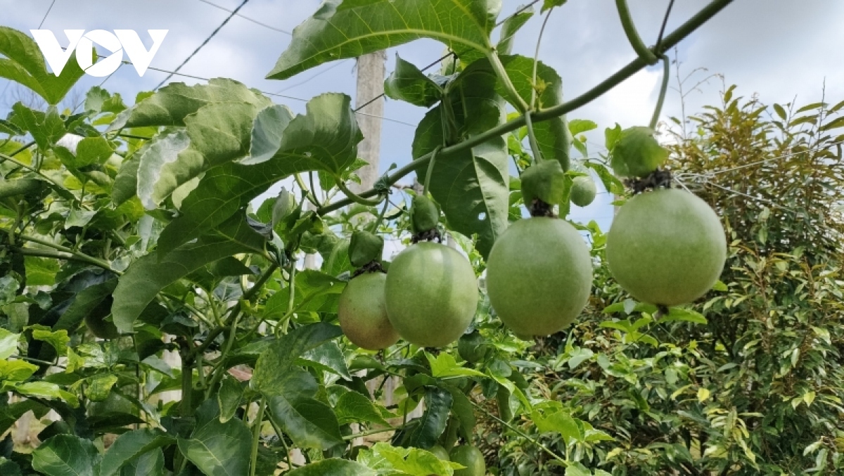  Fresh Vietnamese passion fruit sees bright prospects for export to Australia