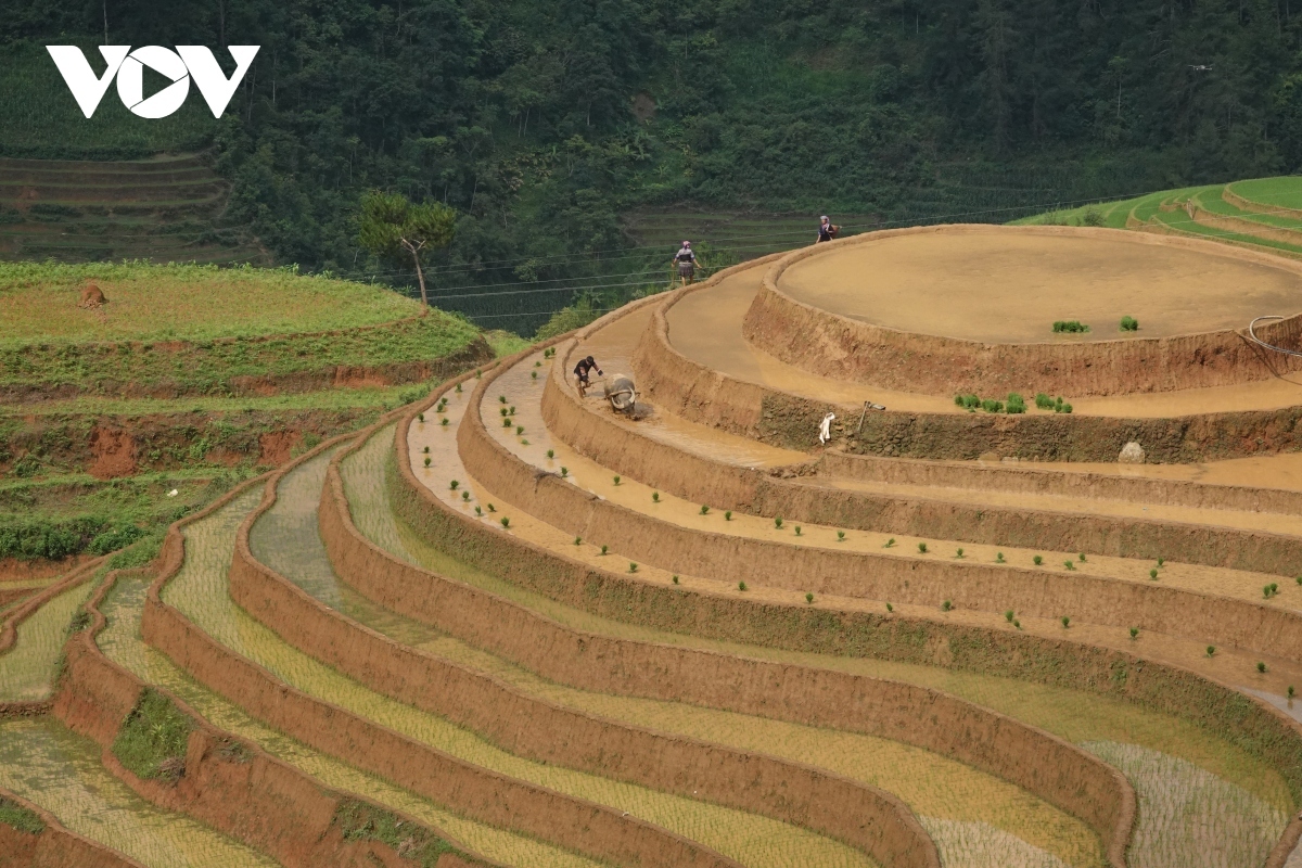 Mu Cang Chai district is home to an array of beautiful terraced fields.