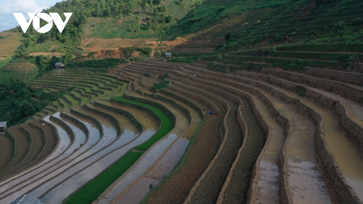 Backpackers often refer to Mu Cang Chai as "the heart of the Northwest" due to its central location on the map of Vietnam's Northwestern area.