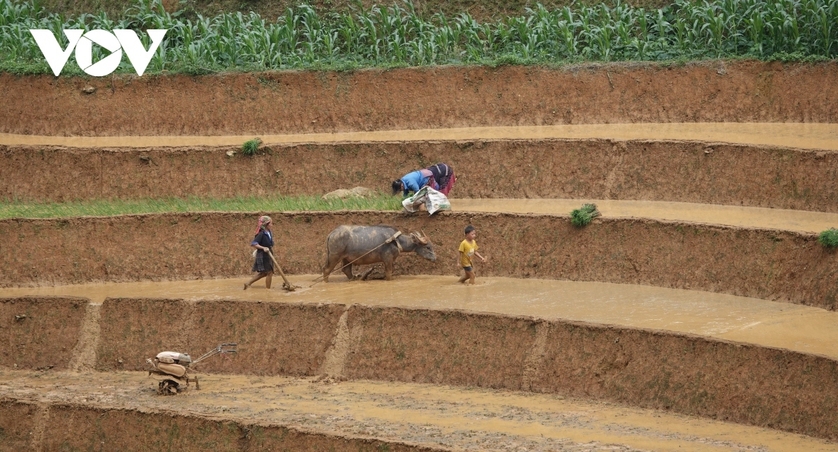 For bikers, the road leading to Mu Cang Chai will follow Highway 32 and cross the Trung Ha – Thanh Thuy – Thanh Son – Xuan So Bridge before eventually reaching Nghia Lo Town. Highway 32 then continues onward, taking travelers to Mu Cang Chai.