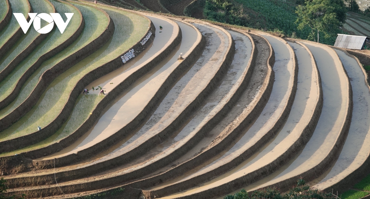 The months of June and July this year mark the beginning of the "water pouring" season in Mu Cang Chai, which many people believe to be an ideal time of the year to take a trip to the area.
