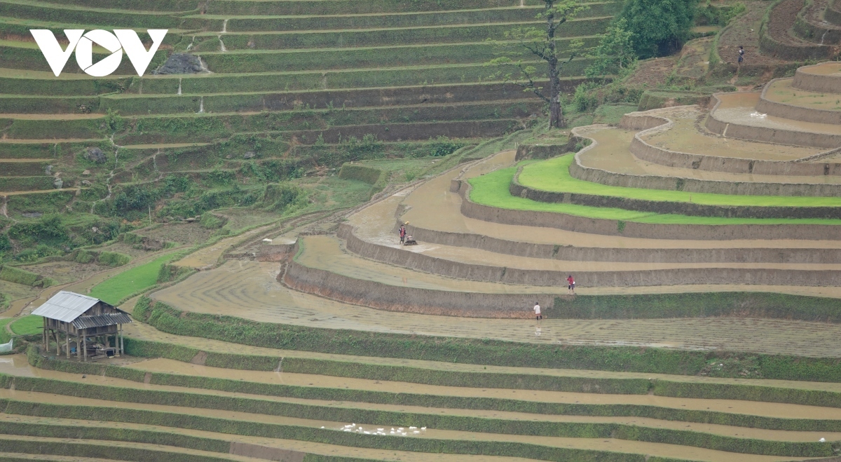 During the summer months when the fields have recently been ploughed and flooded with water, visitors are able to take in the gleaming surface of the fields in the sunlight, the silvery white colour of the newly-irrigated field surface, and the green colour of the early transplanted fields.