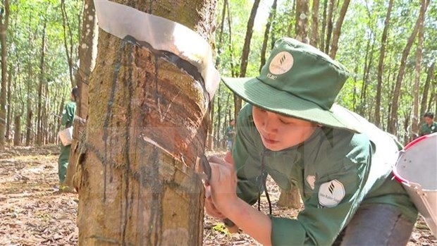 A worker of Viet Laos Rubber Company in Attapeu district, Laos.