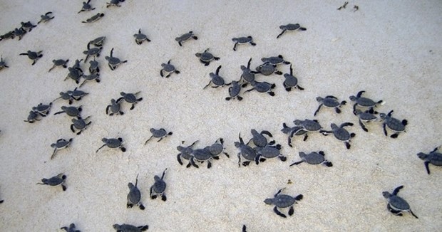 During 2020-2022, the park records 2,347 mother turtles returning to the local sea area to lay eggs