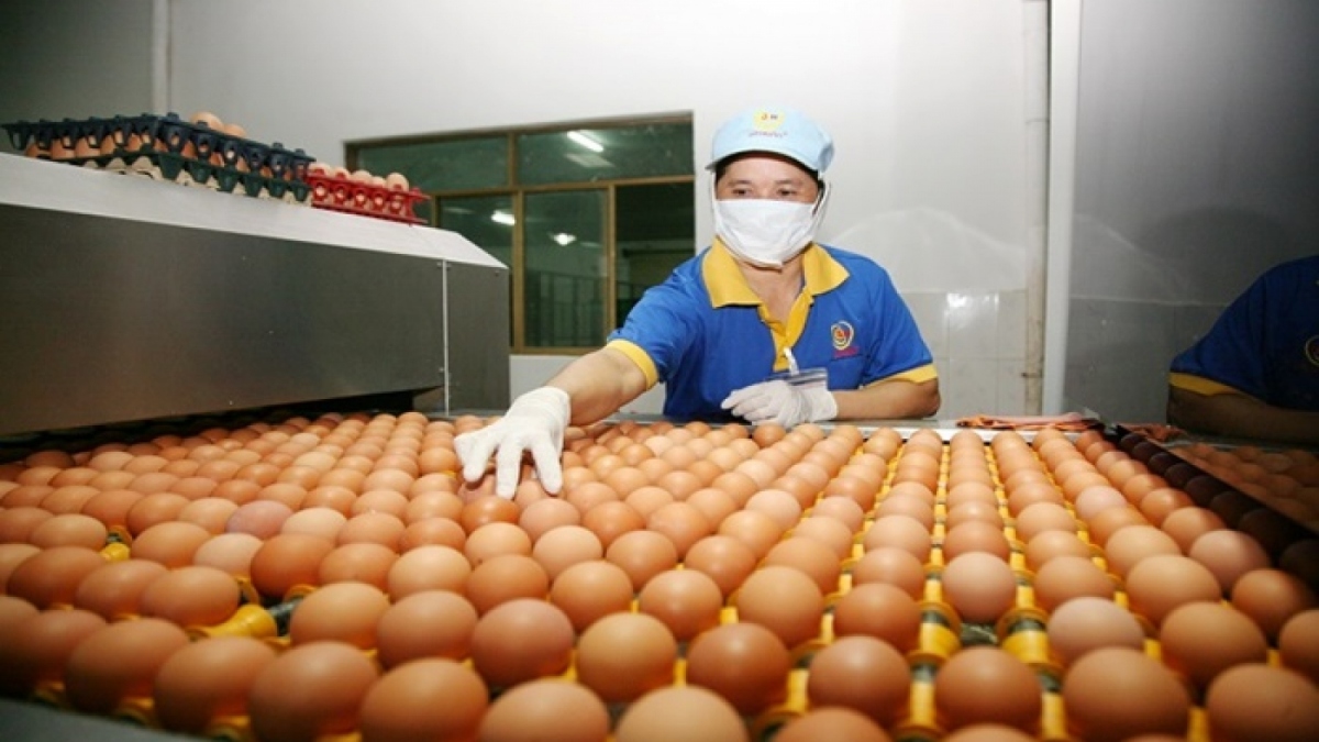 Hong Kong resumes importing poultry eggs and poultry egg related products from Vietnam as of August 1. (Illustrative image)