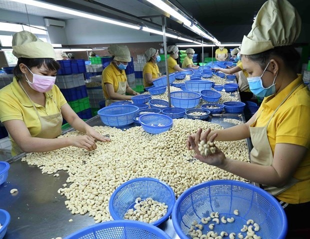 Workers sort cashew nuts at a factory of the Nguyen Thong company in Phu Yen province.