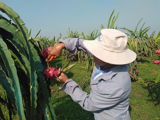 A farmer in a dragon fruit garden in the southern province of Binh Thuan.