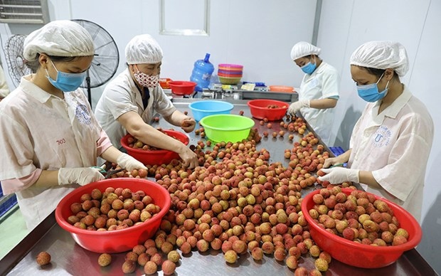 Workers sort lychees for export at the Global Food Joint Stock Company in Luc Ngan district, Bac Giang province.
