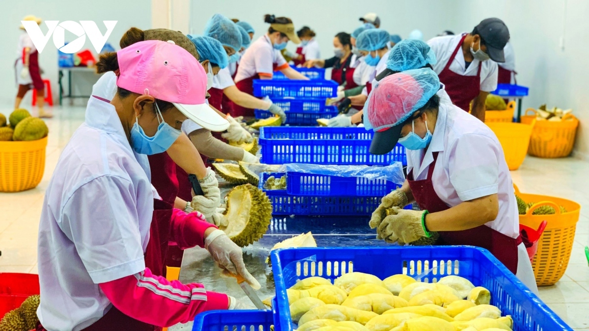 Durian represents the most popular fruit product exported to Chinese market