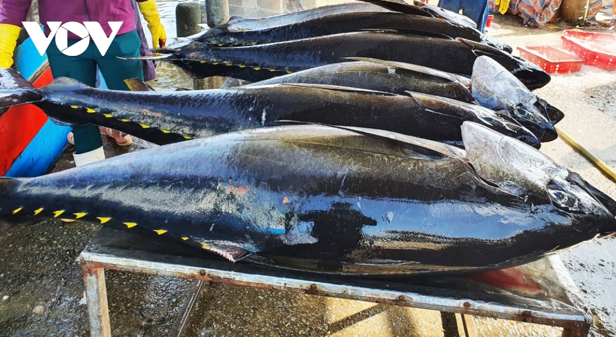 Vietnam ís increasing the export of tuna to the UK