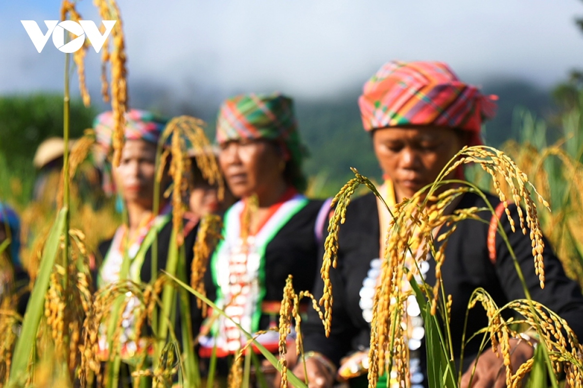 An indispensable part of the festival is to choose rice and to make green rice flakes.