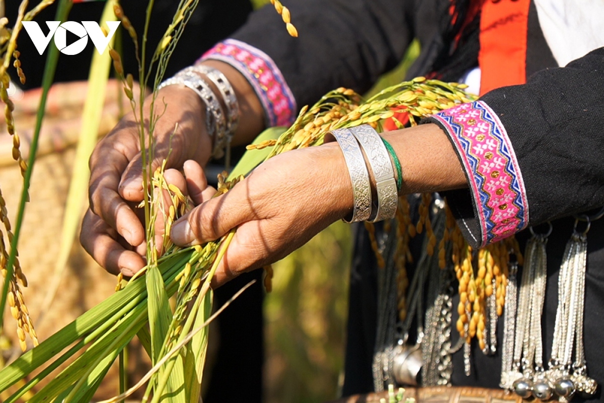 Locals harvest rice after performing the ritual in which they worship the rice’s soul.