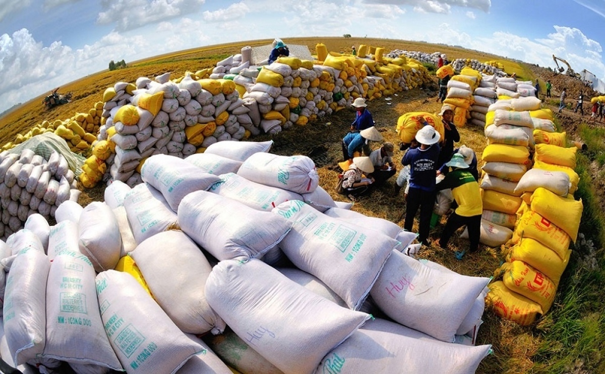 Vietnamese rice export volume hits record high of nearly 6 million tonnes over eight months. (Illustrative image)