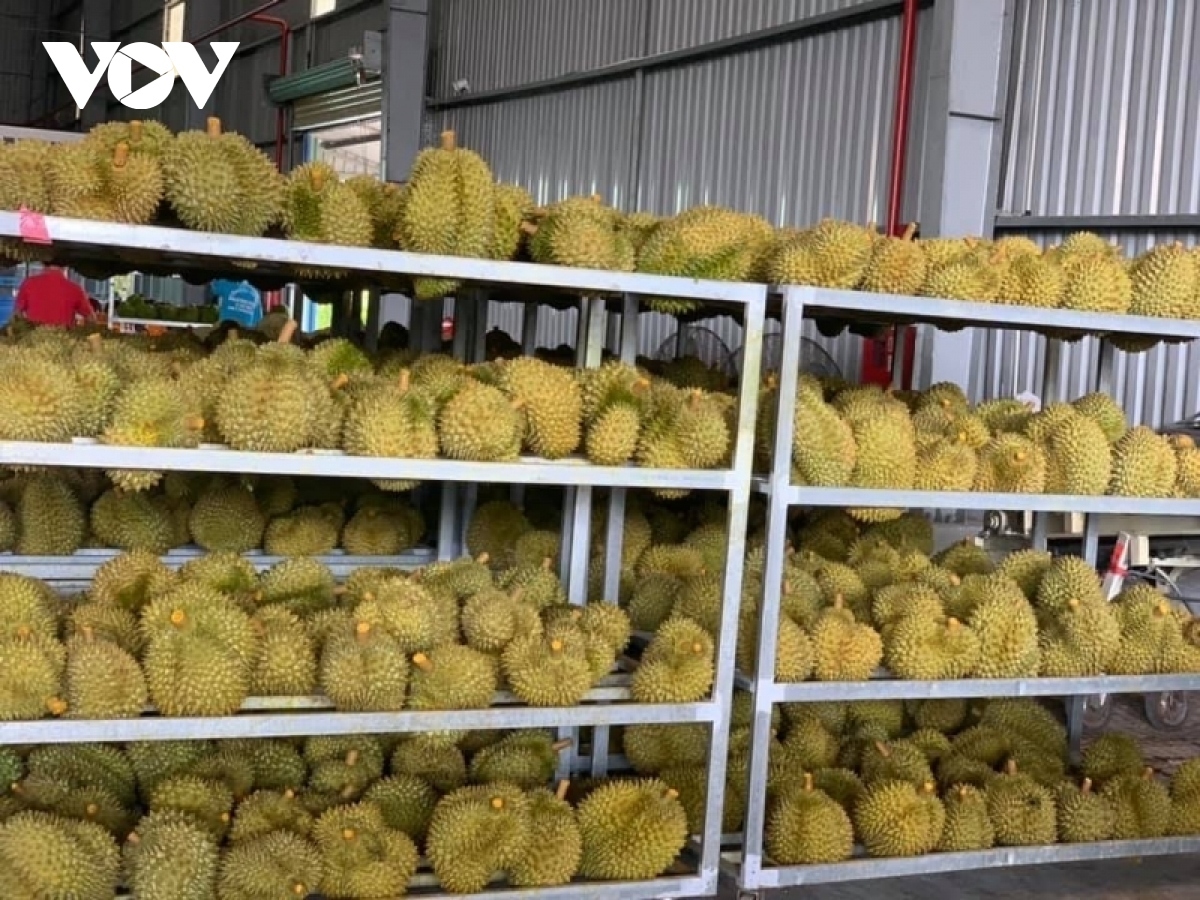 Durian exports to China see robust growth during eight-month period