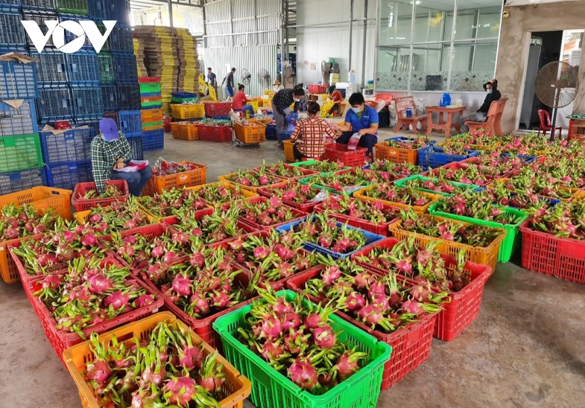 Dragon fruits among key Vietnamese farm products, bringing in billions of US dollar every year.